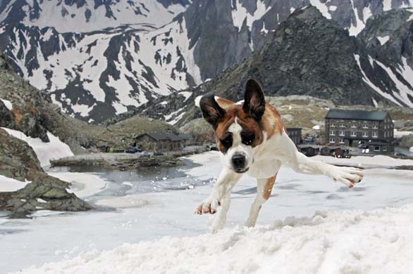 St Bernard Dog