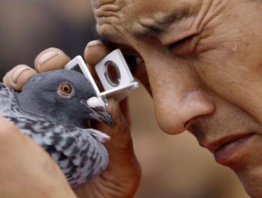 Pigeons at a market in China