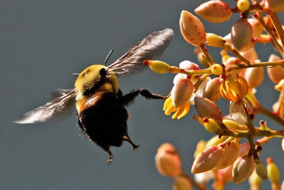 A bee in White House