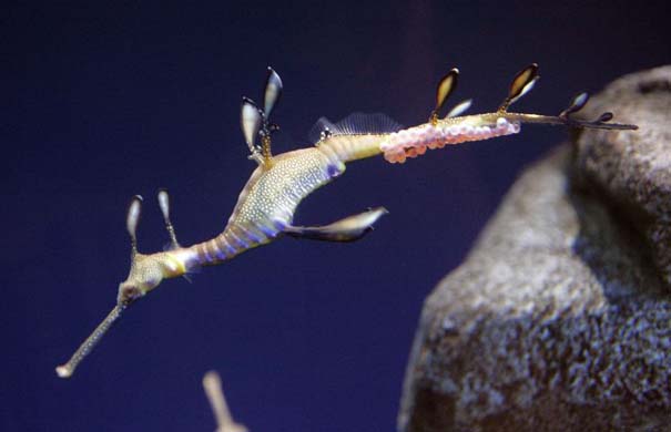 Pregnant sea dragon