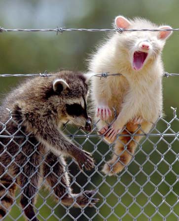 A pair of young raccoons