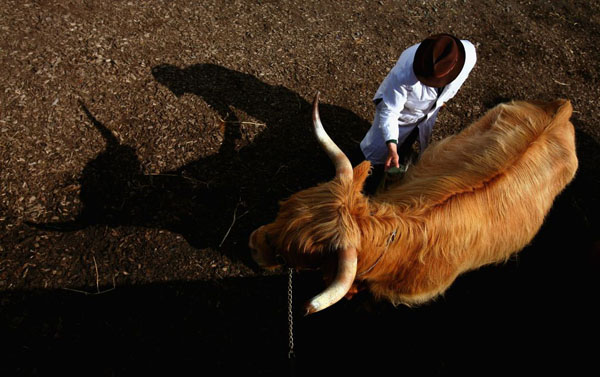 Edinburgh, UK: A highland cow is prepared for show