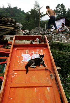 Chinese earthquake: Cats on a door