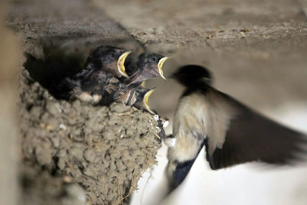 Houla village, Lebanon: A swallow feeds her chicks in their nest