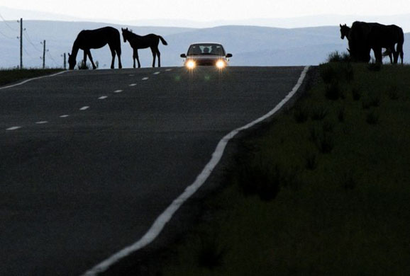 Abakan, Russia: Horses cross a road in the Khakassiya region