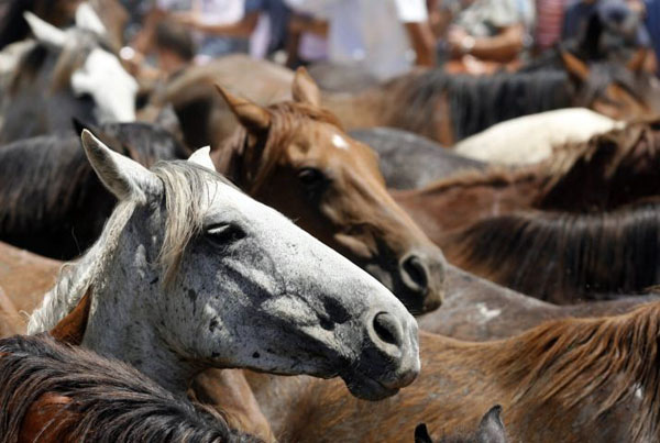 El Rocio, Spain: Wild mares during the 'Saca de yeguas' event