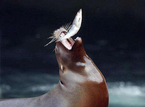 Nuremberg, Germany: A California sea lion catches a fish