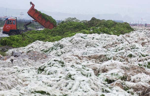 Qingdao city algae