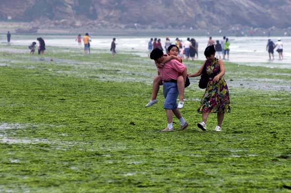 Qingdao city algae