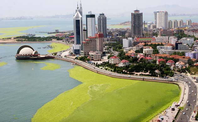 Qingdao city algae