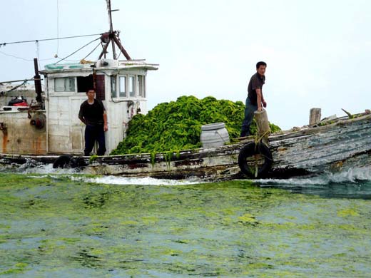 Qingdao city algae