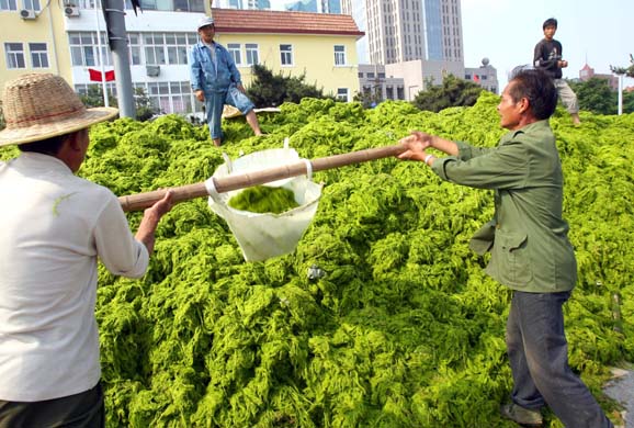 Qingdao city algae