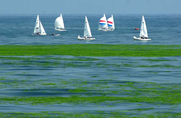 Qingdao city algae