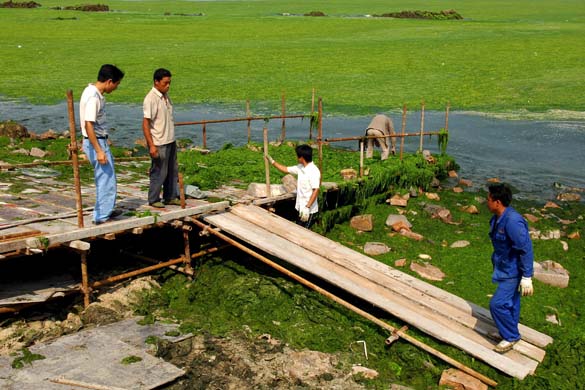 Qingdao city algae