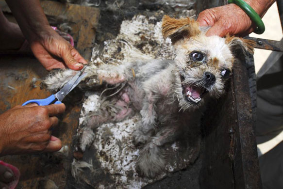 stray dog in sichuan, china