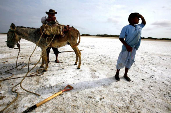 Maracaibo, Venezuela: A man readies a donkey to move bags at a salt mine