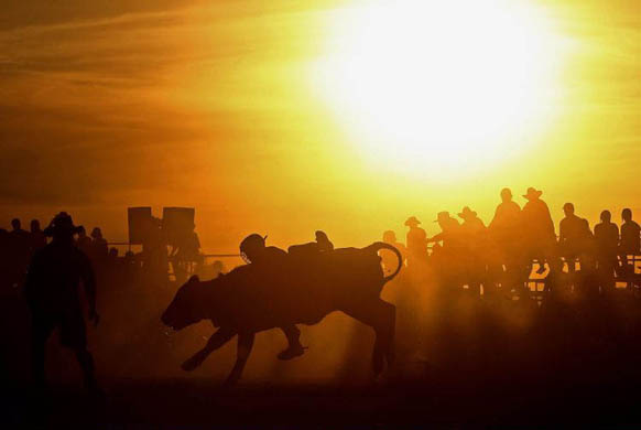 Darcy Murray of Australia during a steer riding competition at the Chiltern Rodeo