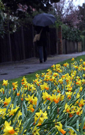 Kingston upon Thames, Greater London: A commuter walks past daffodils