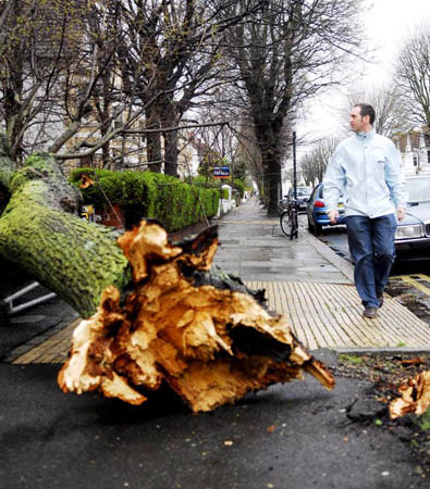 Brighton, east Sussex: A pedestrian walks past an uprooted tree