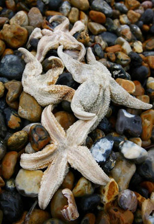 Brighton, UK: Starfish lie washed-up on the beach days after large numbers were found recently off the Kent coast