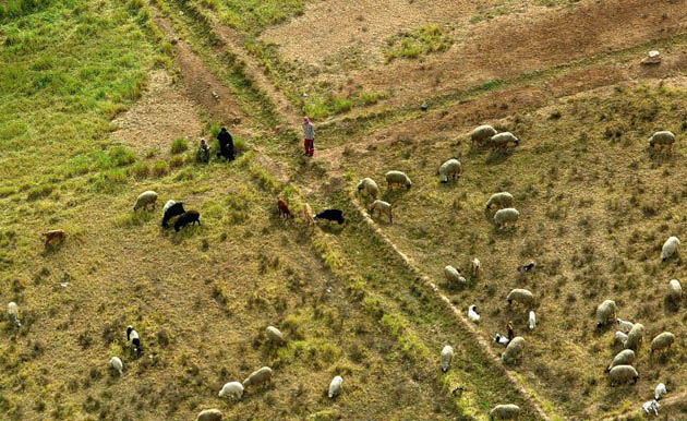 Besmaya, Iraq: Bedouins watch over flocks of sheep and goats