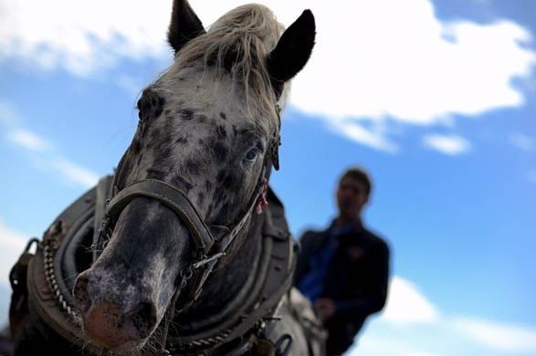A man rides on carriage drawn by his horse during celebrations marking the traditional holiday 'Todorov den' also known as Horse Easter