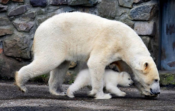 A polar bear walks with her cub at the Ouwehands zoo