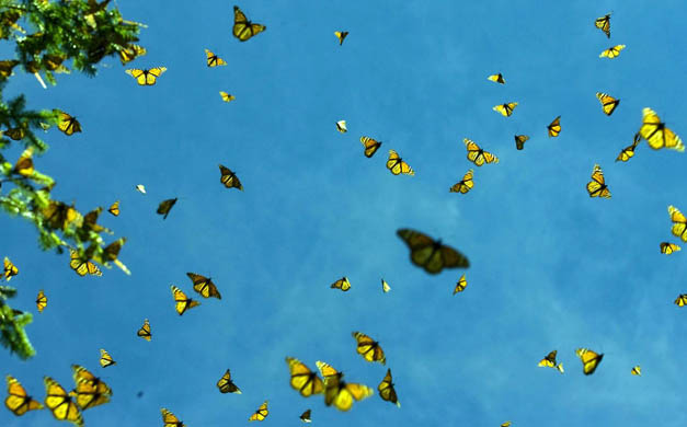 Monarch butterflies in the Oyamel forest
