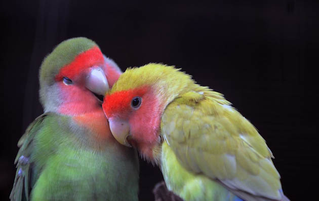 Peached-faced lovebirds