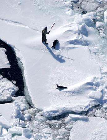 Gulf of St Lawrence, Canada: A sealer clubbing a seal