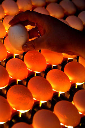 Ramot Hashevim, Israel: A worker checks for damaged eggs at a quality-control station in an egg packing plant