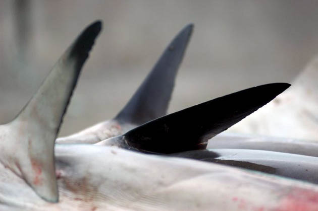 Banda Aceh traditional shark hunters display their catch in the Lam Pulo traditional fish market in Banda Aceh