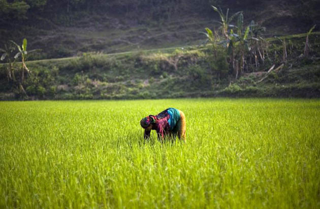 A Nepalese laborer works on a rice field