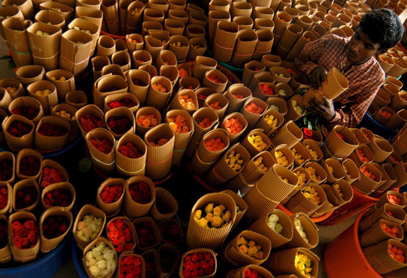 Bangalore, India: A worker sorts packets of cut roses at the International Flower Auction Bangalore