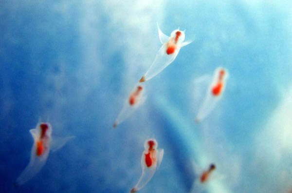 Tokyo, Japan: 'Sea angels' swim in the water of a tank at the Shinagawa aquarium