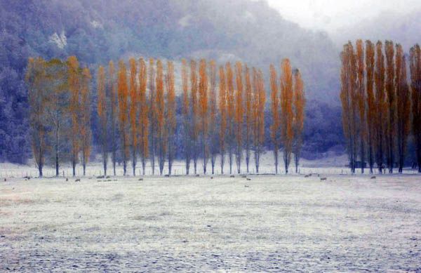 Futaleufu, Chile: An ash-covered forest in Futaleufu