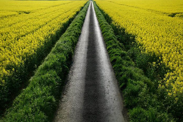 Tomarton, UK: Oilseed rape plants blossom in fields