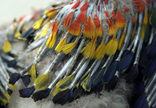 La Garita, Costa Rica: Flight feathers begin to emerge on a three week old scarlet macaw chick
