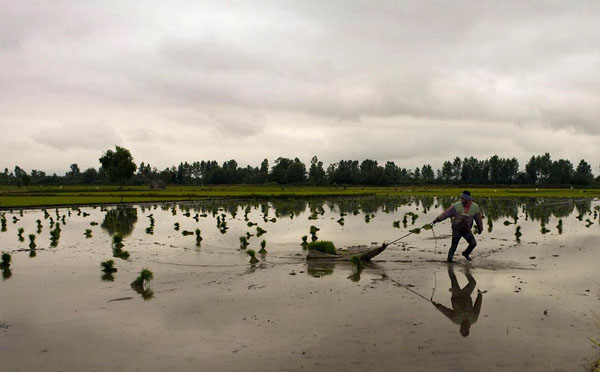 Amol, Tehran: A farmer drags bundles of rice seedlings for workers to plant on his field