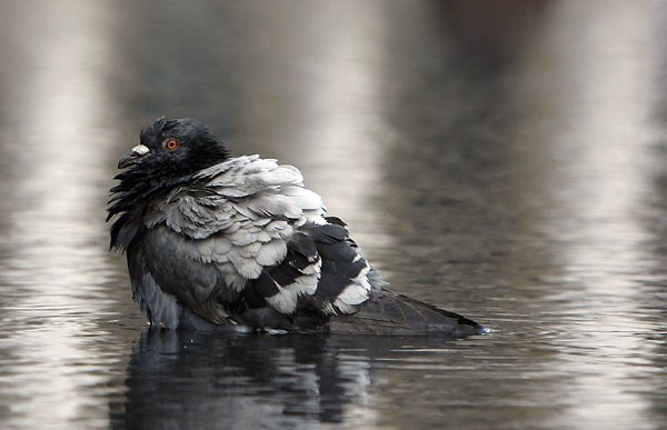 Nottingham, US: A pigeon cools off in a fountain during hot weather