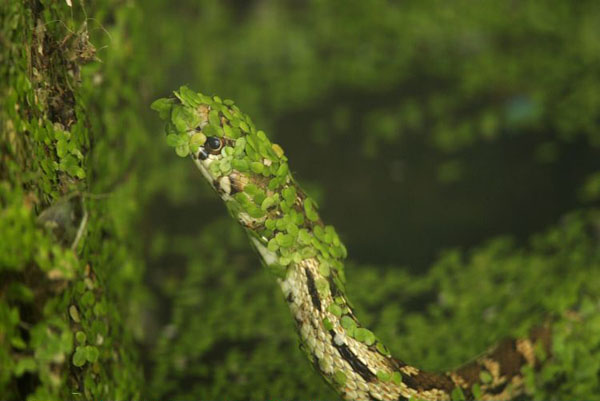 Bakersfield, US:  A snake swims an outlet along the California aqueduct