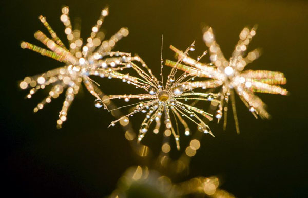 Muellrose, Germany: Fine drops of water on dandelions during sunrise