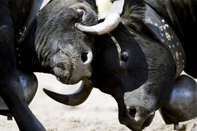 Two cows fight 