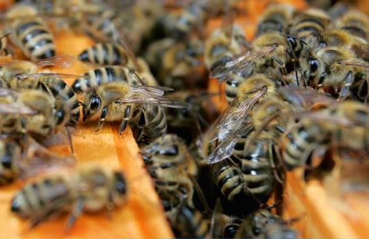 Honey bees