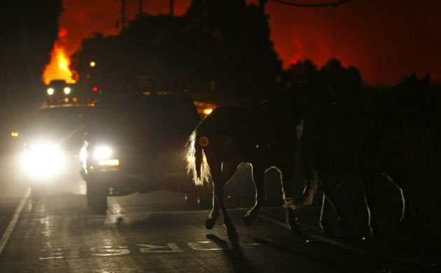 Horses cross the road in front of fire vehicles as a wild fire approaches Carbon Canyon road near Brea, California