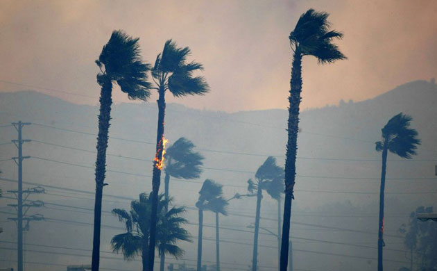 Palm trees catch fire as the wind blows a fast moving wildfire in Yorba Linda, California