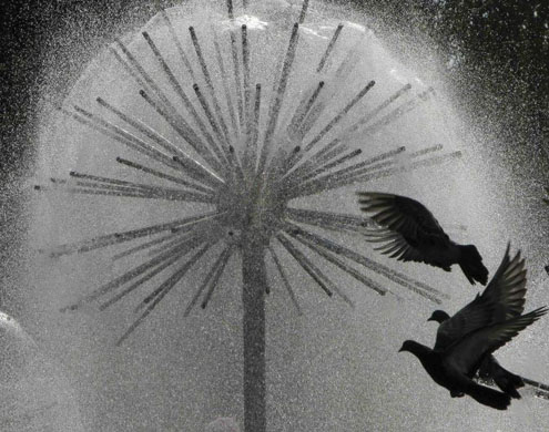 Donetsk, Ukraine: Pigeons fly in front a fountain