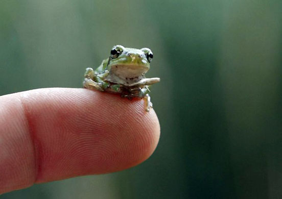 Nuremberg, Germany: A young European tree frog sits on the finger of a keeper at the zoo