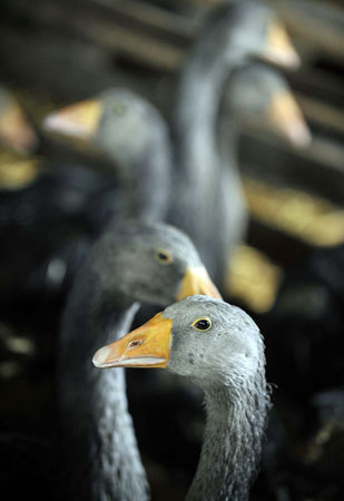 Ujkigyos: Geese kept for the foie gras production are seen in a farm on the Hungarian-Romanian border