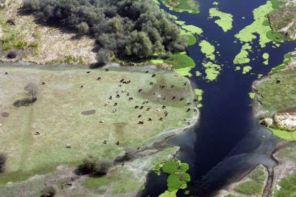 Shariefabad, India: Cattle grazing on the bank of a canal